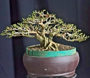 Bonsai tree || Serissa Foetida || small size || Old tree || free phytosanitary - Picture 1 of 3