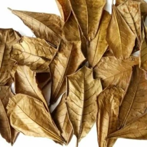 1pcs Original To Almond Leaves Daun Ketapang Indian Cattapa Leaves - Picture 1 of 3