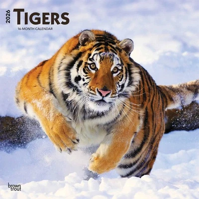 BROWNTROUT PUBLISHERS Tigers Calendar 2026 - Animal - Month To View