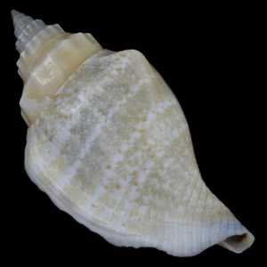 STROMBUS (Canarium) URCEUS (Negros Isl., Philippines) 43.9mm #33956 - Picture 1 of 4