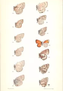 Impresión entomología antigua original a todo color - polillas - Imagen 1 de 2