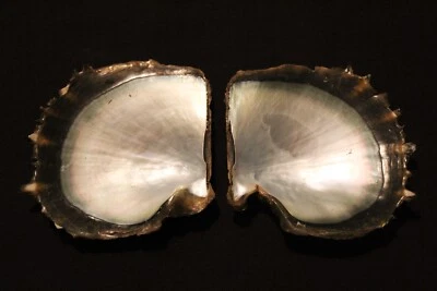 Tropical Pearl Oyster pairs - Image 1 of 3