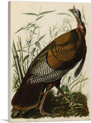 Great American Cock - Impresión artística en lienzo de pavo salvaje por John James Audubon Foto 1 de 4