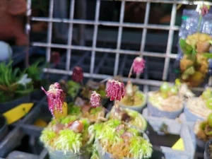 Bulbophyllum tripaleum miniature fragrant orchid plant species + PHYTO CERTIFICA - Picture 1 of 1