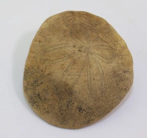 Seeigel, Dendraster gibbsii, Tertiär, Pliozän, La Clavij, Kaliforninen, USA -m15 - Picture 1 of 5