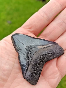 Megalodon Fossil Shark Tooth 6cm/2.4" UK Based Seller OV-1 - Picture 1 of 4