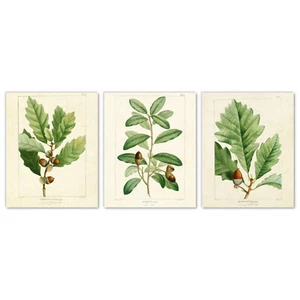 Stampe artistiche botaniche da parete foglia di quercia giardino, set di 3 quercia bianca castagno - Foto 1 di 8