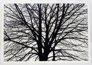 Vintage Photograph Poster Trees TRAEKRONE Keld Helmer Petersen Denmark Tree MCM - Picture 1 of 3