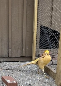 PRE-SALE-6 (4 Red+2 yellow) Golden Pheasant Hatching Eggs - Picture 1 of 3