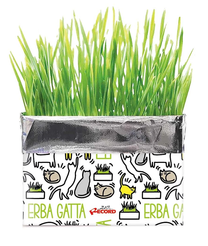 Erba gatta Katty con semi di loietto confezione da 120 g Cat&rina  - Immagine 1 di 1