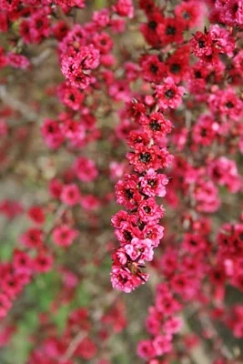 NEW ZEALAND TEA TREE 500 SEEDS LEPTOSPERMUM SCOPARIUM FLOWERING SHRUB - Image 1 of 4