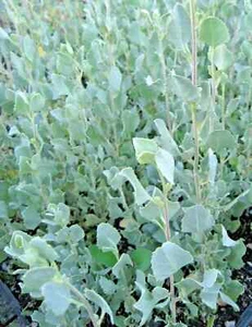 50 X NATIVE OLD MAN SALT BUSH SEEDS-ATRIPLEX-BUSH TUCKER-FRUIT TREE-GARDEN SHRUB - Picture 1 of 5