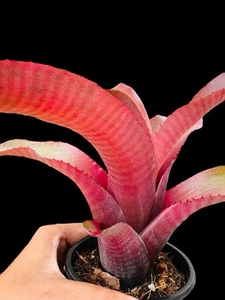 NEOREGELIA FLAMENCO Young Bromeliad Plant Combined Shipping ! - Picture 1 of 4