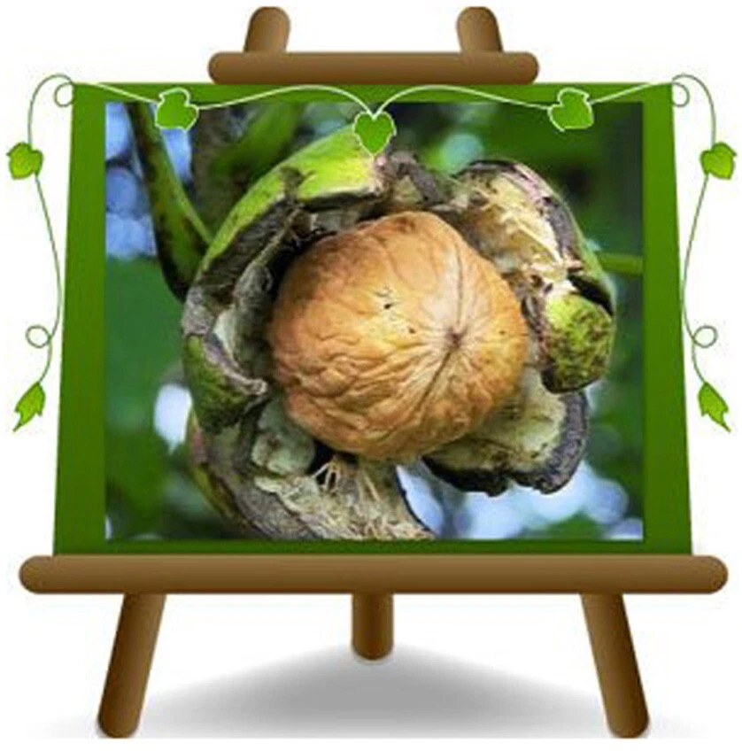 EURO PLANTS VIVAI Noce Comune Frutto Antico Altezza: 170-200 cm Eta': 4 anni Vaso: 24-26 cm