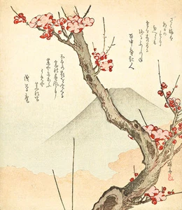 Mount Fuji and Flowering Plum A1+ by Tesai Hokuba High Quality Canvas Print - Picture 1 of 1