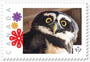 SPECTACLED OWL = BIRDS OF PREY = Picture Postage st MNH Canada 2019 [p19-01-s15] - Picture 1 of 2