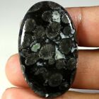 67.15Cts 100% Natural Black Fossil Coral Loose Gemstone Oval Cabochon 26X44x07mm