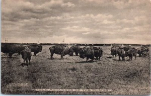 1900s KA Postcard Old Monarchs Of The Plains Cornish Albertype Buffalo Tee-Pee - Picture 1 of 2