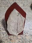 Fossiled Leaf In Rock On Finished Wood Stand