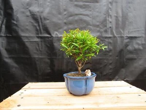 Small Dwarf Pomegranate Bonsai Tree - Picture 1 of 9