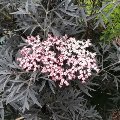 Sambucus Nigra Encaje Negro Saúco Resistente Planta Viva Ganadores Probados 4" Maceta Yarda Foto 1 de 3