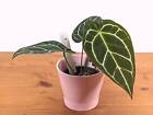 Silver Crystal Anthurium Crystallinum  | Pick Your Plant in 4 inch pot