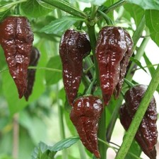 Bhut Jolokia Choco - eine der schärfsten Chilis der Welt in braun! Tolles Aroma!