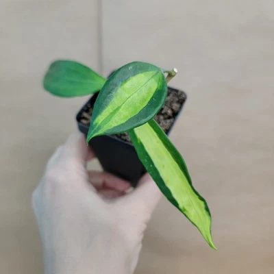Hoya macrophylla 'Reverse Pot of Gold' - Rare Variegated - 3” Live Plant - Image 1 of 4