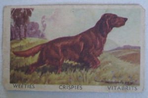 Favourite Dogs Vintage 1949 Cereal Foods Weeties Trade Card - Irish Setter
