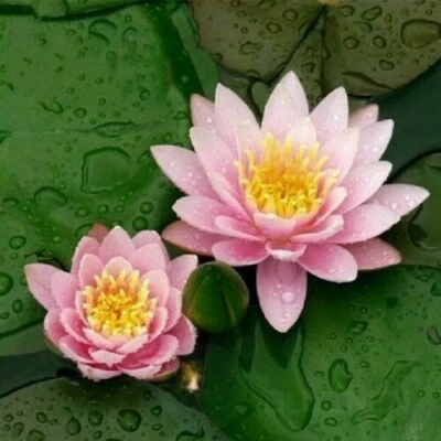 Loto Sagrado {Nelumbo nucifera} Orgánico 5 SEMILLAS CORREO EE. UU. Foto 1 de 3
