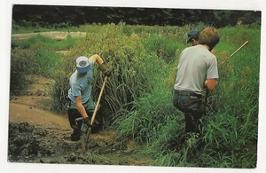 Vintage Postcard US Bureau of Mines Manmade Wetlands The Minerals Source - Picture 1 of 3
