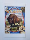 US 1993 Wildlife - CARTE POSTALE Buffalo, Legends of the West