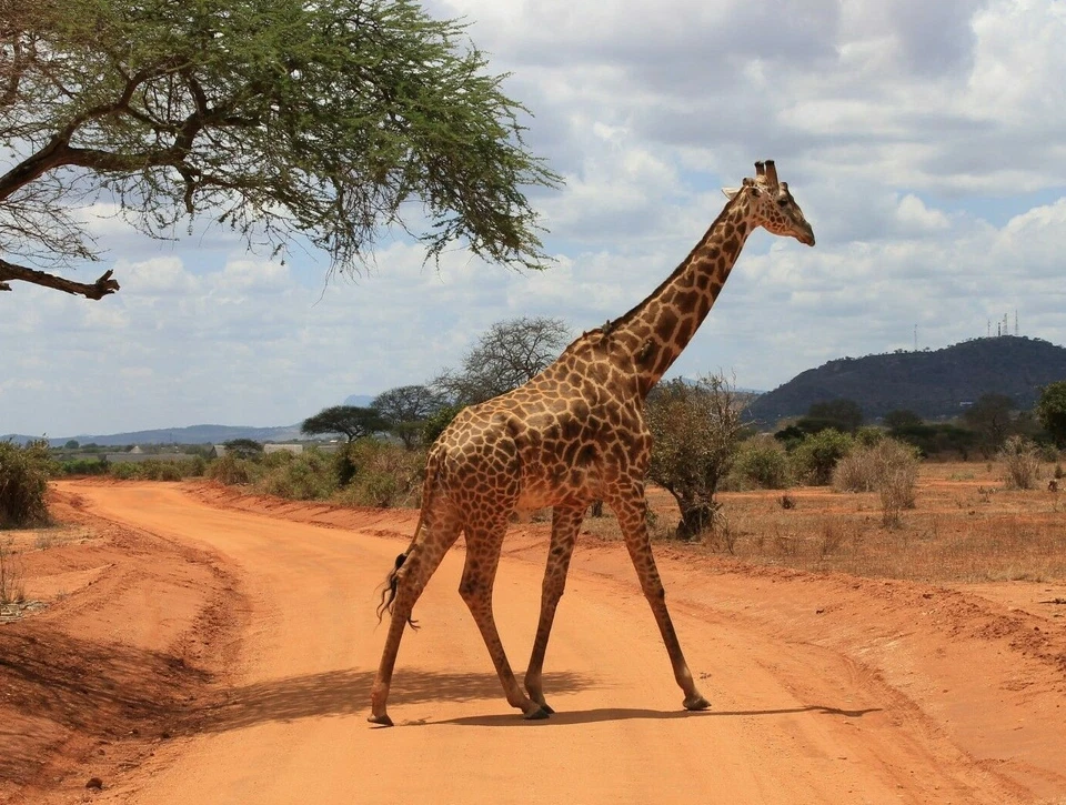 Beautiful Giraffe African Safari Animal Nature Poster Picture Photo Print  - Image 1 of 1