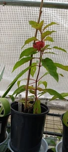 Florida Native Firebush Shrub - Picture 1 of 2