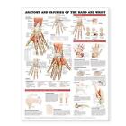 Anatomy And Injuries Of The Hand And Wrist Anatomical Chart - 9781587799136