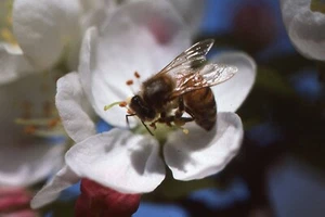 35 MM Color Slides Pro Photo nature Insects Bee on a Flower Close up 1986 #23 - Picture 1 of 1