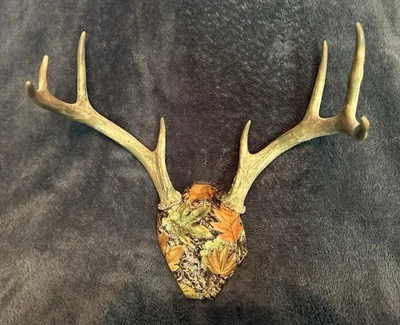 Auténtico estante de ciervo cola blanca pintado a mano decoración de cabina Foto 1 de 2