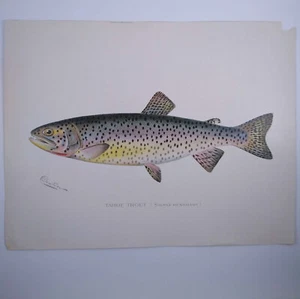 Original Vintage 1902 Sherman F. Denton Fish Print Tahoe Trout - Picture 1 of 5