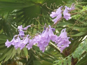 JACARANDA TREE 25 SEEDS JACARANDA MIMOSIFOLIA FLOWERING TREE - Bild 1 von 8
