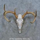 #15349 E+ | Whitetail Deer Skull European Taxidermy Mount For Sale