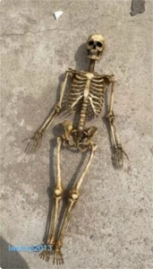 Unassembled 1:6 Full Body Skeleton Skull Model Props For 12" Action Figure Toys - Picture 1 of 6