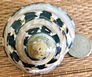 1 - 2-3/4" POLISHED PEARL BANDED ARAPICA TURBO SEA SHELL - 1-1/8" MOUTH - Picture 1 of 8