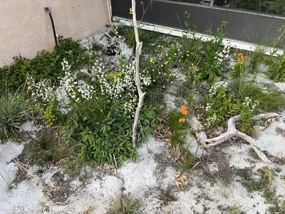 semillas de flores silvestres nativas Foto 1 de 2