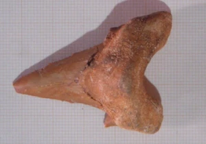 Isurus Hastalis tooth - Picture 1 of 3