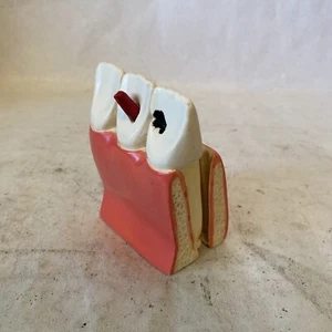 Teeth Jaw Common Cavity Anatomical Model Display Dentist Oddity - Picture 1 of 10