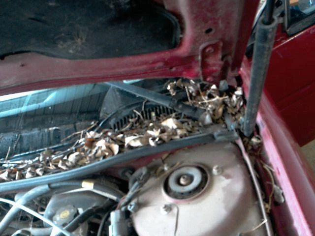 06 07 08 Brazo limpiaparabrisas PONTIAC GRAND PRIX Foto 1 de 1