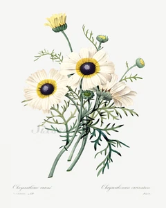 Weiße altmodische Blume 8" x 10" Giclée Kunstdruck - Bild 1 von 1