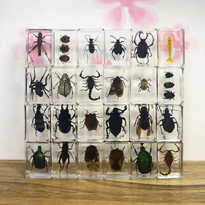 12 Pcs Insect in Resin Specimen Bugs Collection Paperweights Arachnid Resin lot
