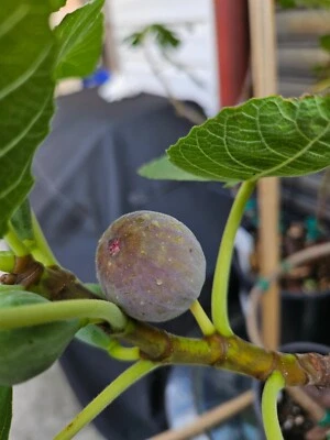 Smith Fig - 5 Cuttings - PLUS WILLOW WATER FOR ROOTING!! - Free Shipping - Image 1 of 4