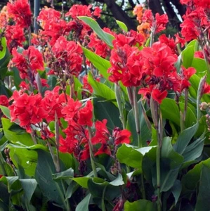 SAMEN Blumen-Rohr duftende Blumen Frühlings-Dekoration Kübel-Pflanze erstklass - Bild 1 von 1